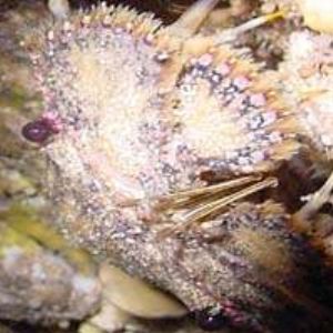 Slipper Lobster trying to blend on a cave ceiling/ taken ... by Martin Dalsaso 
